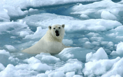 Ζώα των Πάγων στο Νηπιαγωγείο μας